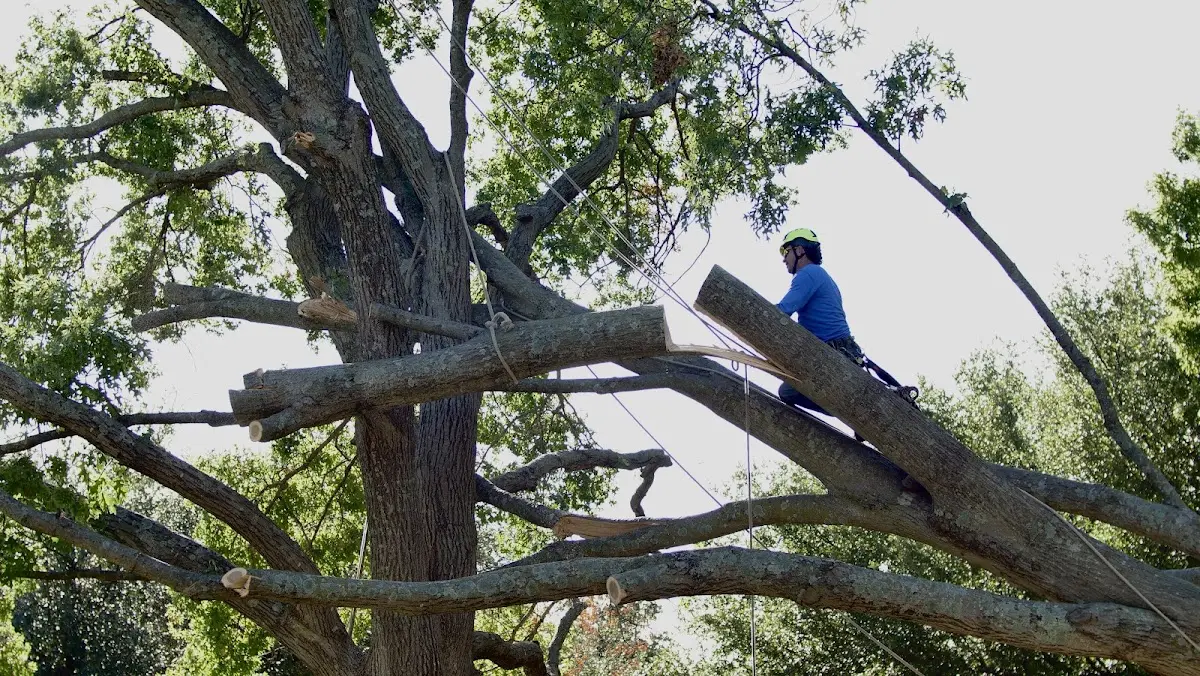 Professional Crown Thinning performed by certified arborists in Lawson